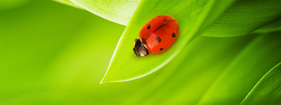 Salus  - poverenjne, Kruševac. Fizikalna terapija, vežbe, masaža